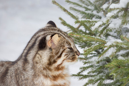 Amur forest cat is eating needles of pine. Siberian leopard cat. Felis bengalensis euptilur. Animals in wildlife.の写真素材