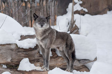 Wild black canadian wolf is standing on a white snow and looking at the camera. Canis lupus...