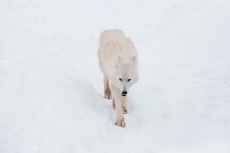Angry polar wolf is walking on a white snow and looking at the camera. Canis lupus arctos. White wolf or alaskan tundra wolf. Animals in wildlife.の写真素材