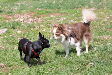 Cute chihuahua puppy and black mini chihuahua puppy are standing on a green grass in the spring...