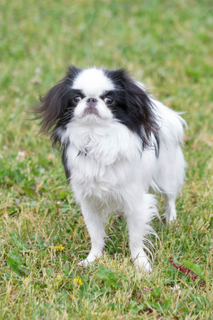 Cute shih tzu puppy is standing on the green grass in the summer park and looking at the camera. Chrysanthemum dog. pet animals. purebred dog.の写真素材