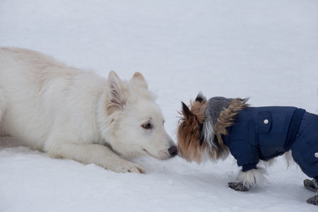 Cute yorkshire terrier puppy and white swiss shepherd dog are playing on a white snow in the winter...