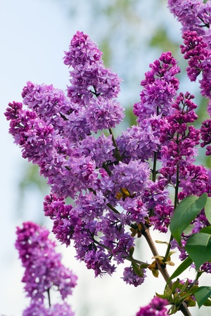  Beautiful flowering lilacの写真素材