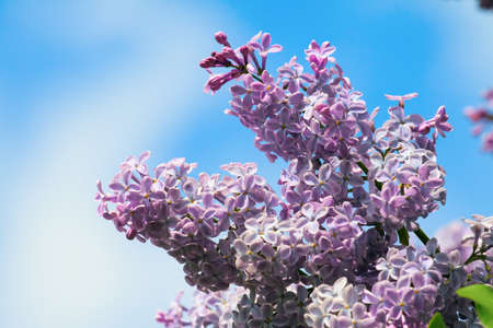lilac on a background of beautiful blue sky. の写真素材