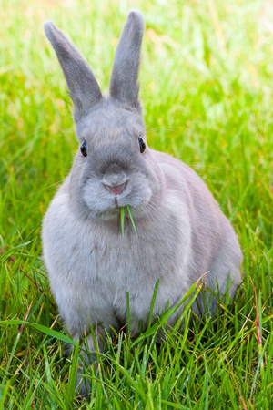 Rabbit in a green grass,chewing a grass,looks in the chamberの写真素材