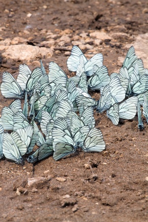 A considerable quantity of butterflies with white wings.の写真素材