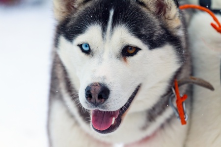 Portrait of sled dogの写真素材