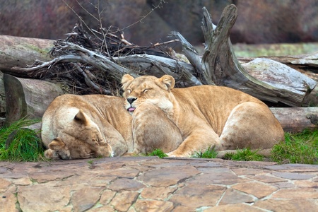 Wild sleeping lionesses against treesの写真素材
