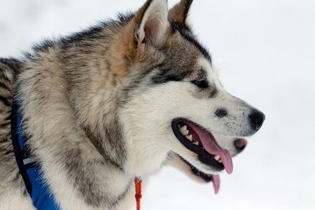 profile dog in the snowの写真素材