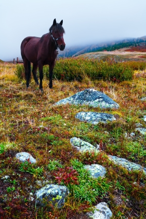 wild horse early in the morning in a fogの写真素材