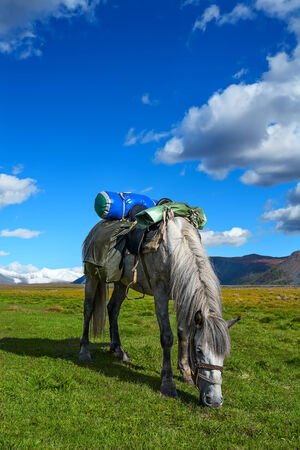 Walking horse on a green grass against glaciers  Russia, Altai  の写真素材