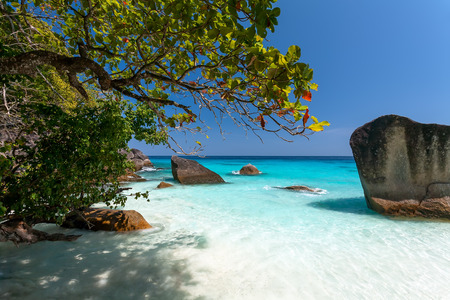 tree on a beach with turquoise water and white sand.の写真素材