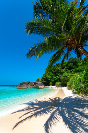 Tropical beach on the island with a single palm treeの写真素材