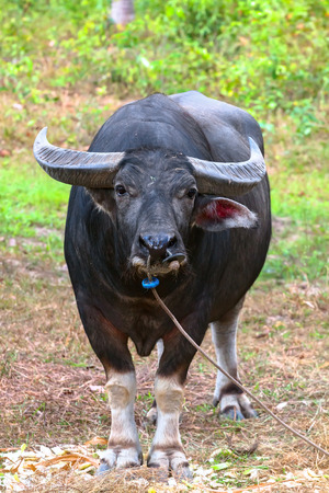 black Buffalo looks into the camera lens in the jungle.の写真素材