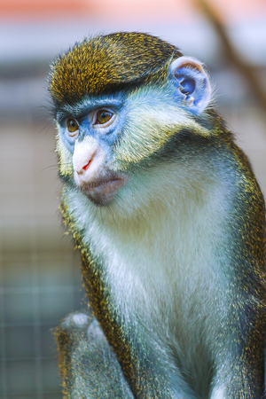 monkey portrait, Cercopithecus. He sits thoughtfully.