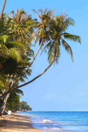 Palm tree on the sandy sea beach.の写真素材
