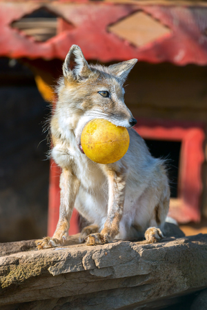 ridiculous Vulpes corsac. foxes with the yellow sphere. A wild animal in a zoo.の写真素材