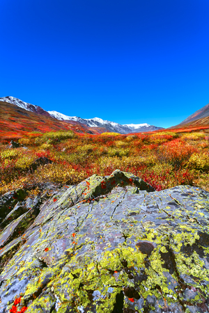 Autumn landscape with orange and red tree. Bright valley in the middle of the mountain peaks covered with snow.の写真素材