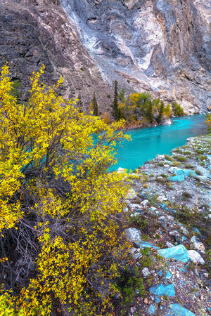 The turquoise river and tree with brightly yellow leaves in the foreground. Landscape mountain Altai, Russia.の写真素材