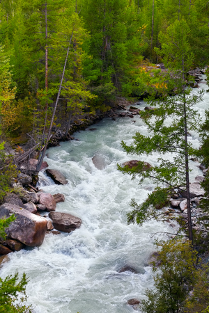 Mountain river flowing from the glacier near the green of coniferous trees, taiga, Altay, Russia.の写真素材
