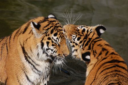 tigers play in the water 