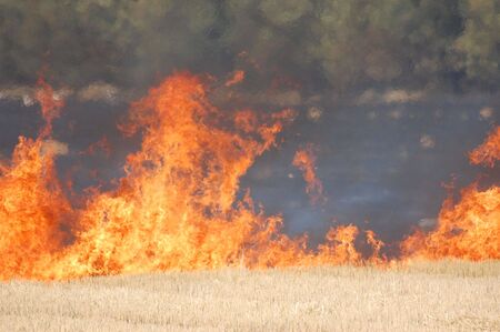 Fire of grass の写真素材