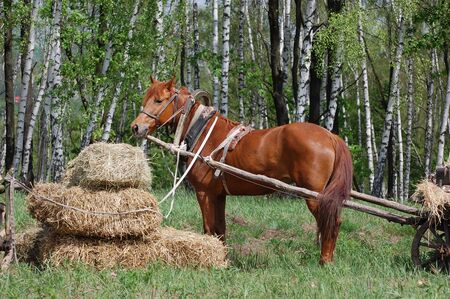 Old Russian horse cart の写真素材