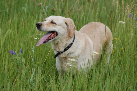 labrador retriever and the spring meadow 
