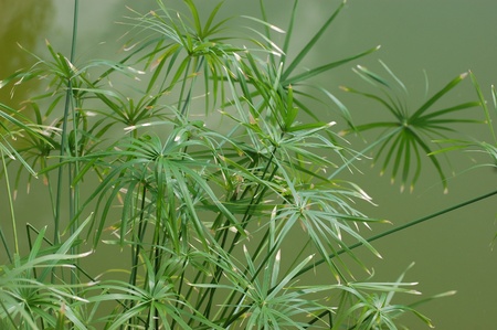 Papyrus ( Cyperus papyrus ) plantの写真素材
