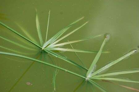 Papyrus ( Cyperus papyrus ) plantの写真素材