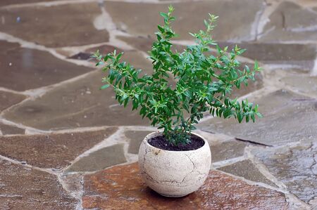 Pot plant under the rain (myrtle)の写真素材