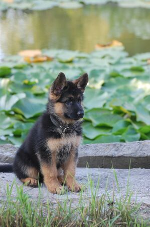 German Shepherd dog puppyの写真素材
