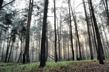 Misty forest in the autumn. Ukraine. HDR の写真素材