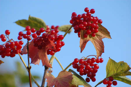 autumnの写真素材