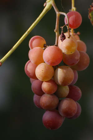 vineyardの写真素材