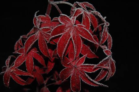 Japanese red maple (Acer japonicum) at frost. Ukraine   