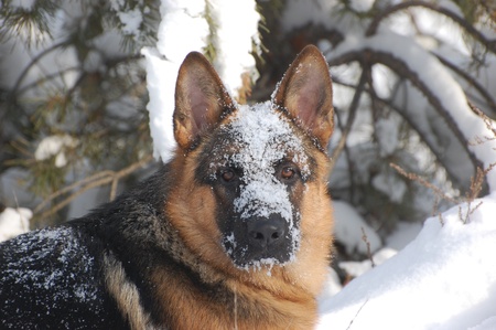 German Shepard Dog in the winter forest.Near Kiev,Ukraineの写真素材