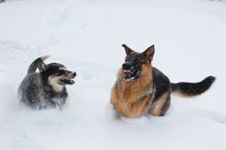 Domestic Dogs play in the winter forest,Ukraine の写真素材