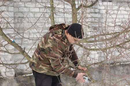 Gardener pruning the branches of apple tree in early spring  Near Kiev,Ukraine