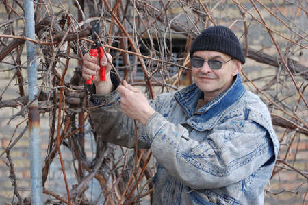Gardener pruning the branches of grape in early spring  Near Kiev,Ukraine の写真素材