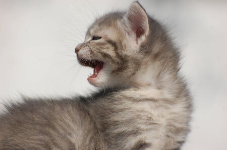 baby cat の写真素材