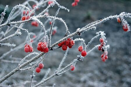 Red Viburnum berries on bush の写真素材