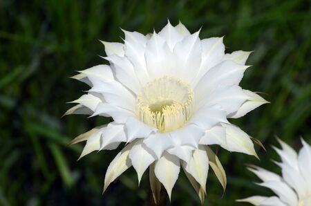 Cactus Selenicereus grandiflorus bloomingの写真素材