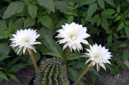Cactus Selenicereus grandiflorus bloomingの写真素材