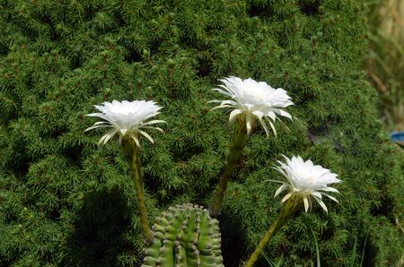 Cactus Selenicereus grandiflorus bloomingの写真素材