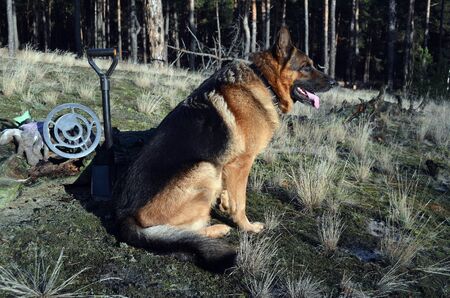 German shepherd dog with metal detector and shovelの写真素材