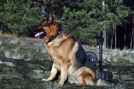 German shepherd dog with metal detector and shovelの写真素材