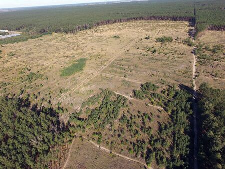 Deforestation. Ecology of Ukrane. The fate of the felled pine forest. Ukraine is increasing timber exports to the European Union after the 2014 coup. (drone image). Near Kiev, Ukraineの写真素材