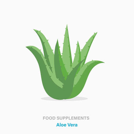 Vector flat isolated icon of food supplements - Aloe Vera plantのイラスト素材