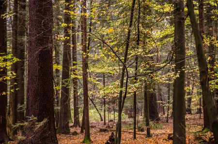 Beautiful morning scene in the forest. magical forest in autumnの写真素材